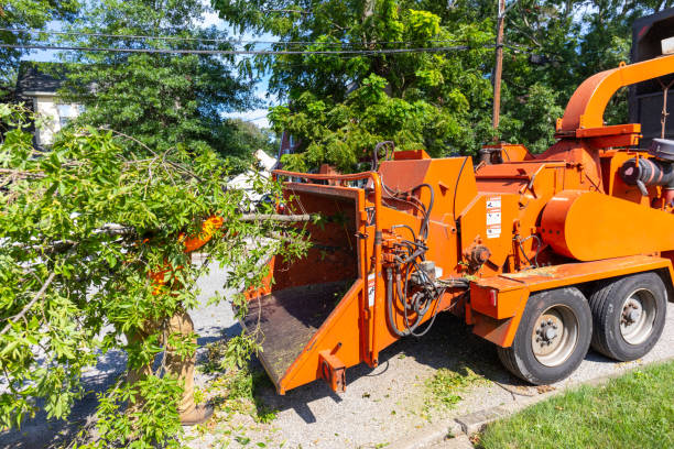 Tree Service Company in Fort Lauderdale, FL